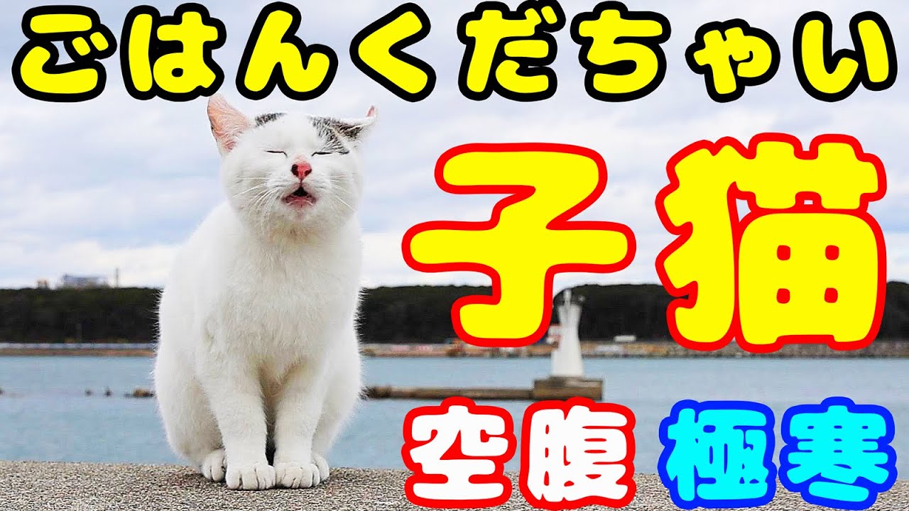 子猫たちが夢中でご飯を食べた