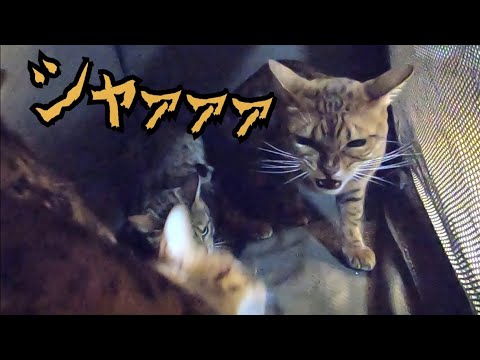 猫詰め失敗！ニャイコパスがケージ内で暴君してます