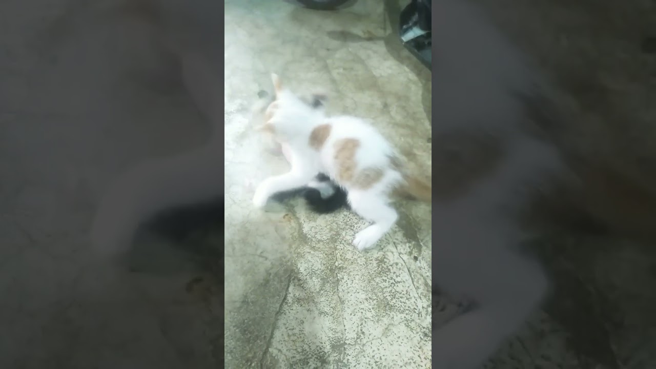 Cute Cat | Kitten is playing #shorts #cat #catlover #kitten  #babycat