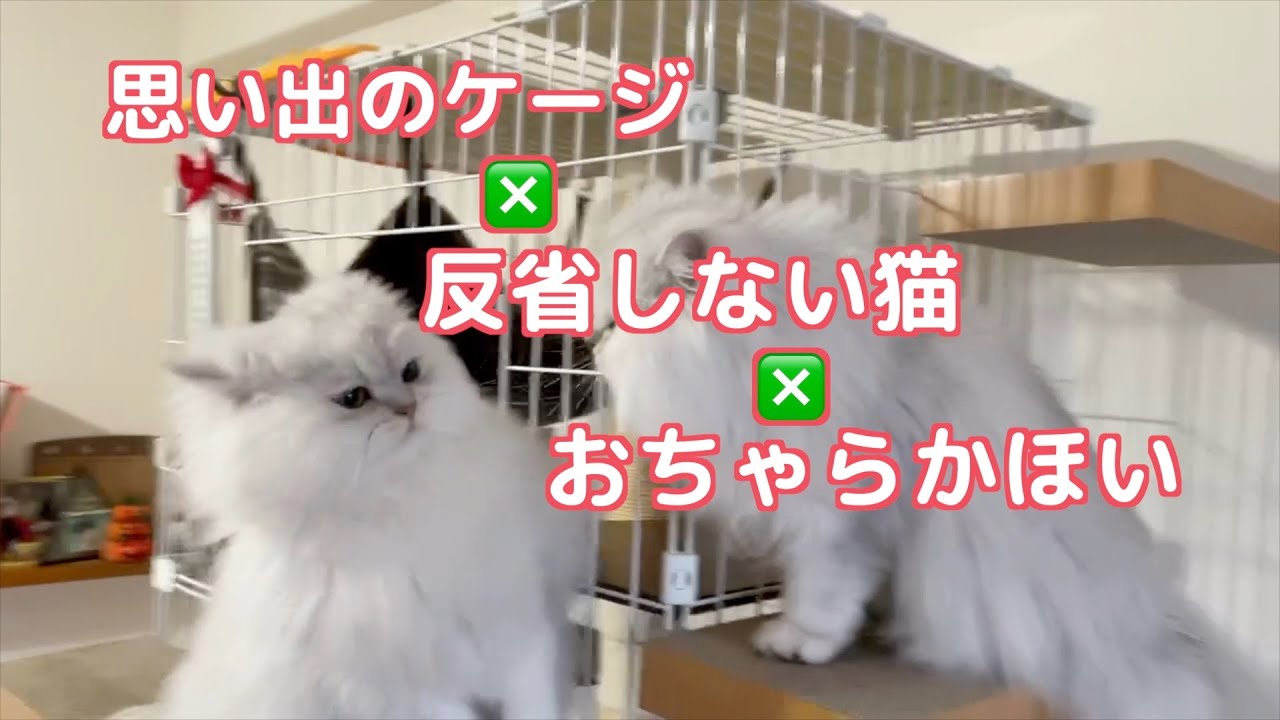 【猫】ケンカが止まらないペルシャ猫の姉と弟反省したふりの弟猫の顔が変すぎる😅猫パンチが高速で見えない！