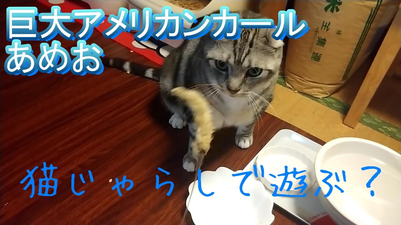 【巨大アメリカンカール】あめお君・猫じゃらしで遊ぶ…のか？