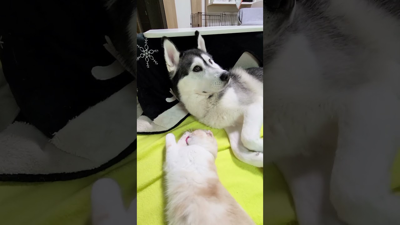 犬に噛みついた猫は100倍返しをうけることに...笑#shots