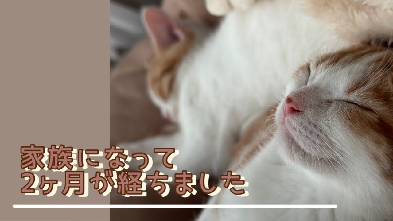 家族になって2ヶ月が経ちました🥳【マンチカン×アメリカンショートヘア】