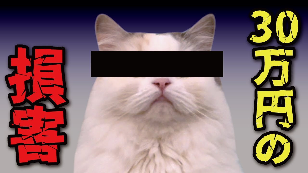 【ガチ悲報】お財布ピンチなのにとんでもない出費が発生してしまいました…【関西弁でしゃべる猫】【猫アテレコ】