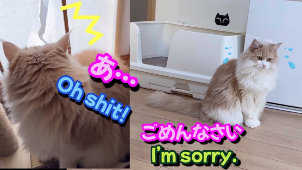 障子を破って怒られて謝りに来た子猫　A kitten who was angry and came to apologize. 現行犯逮捕　もふもふのサイベリアンの日常　三つ子　多頭飼い