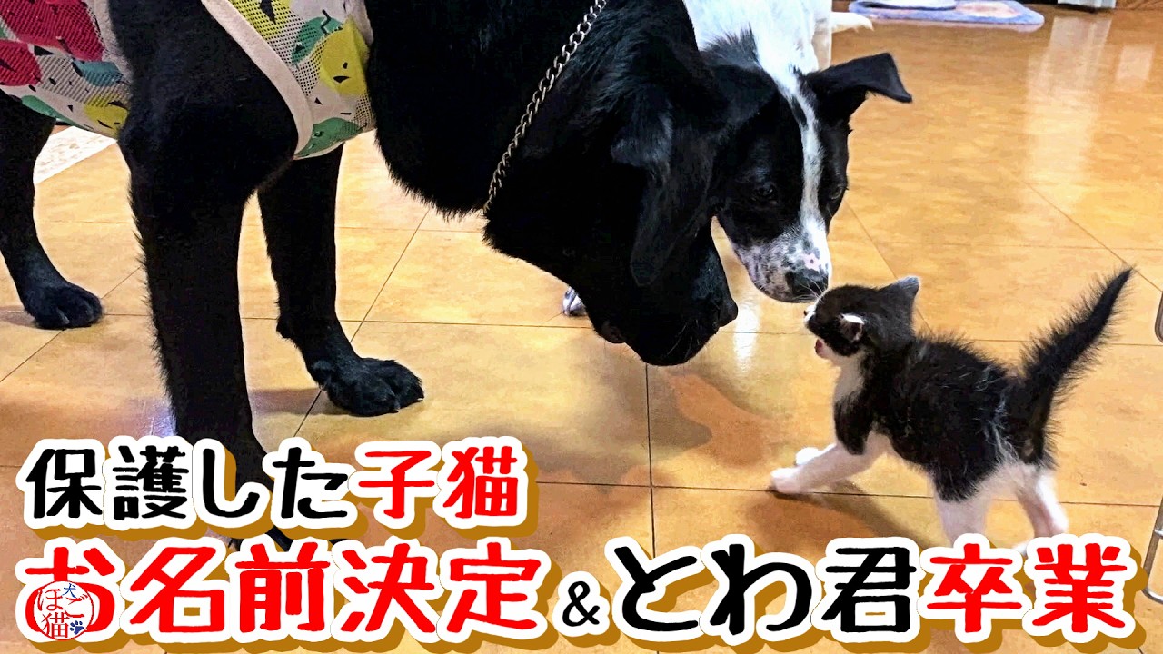 【子猫　子犬　保護】金網に引っ掛かっていた子猫お名前決定！＆とわ君卒業