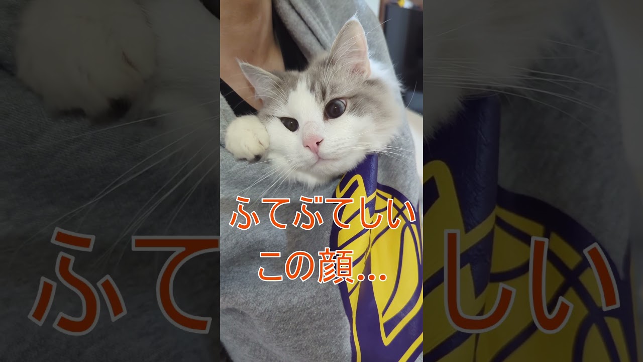 お父さんのスウェットに入り込む猫がこちら…笑#ラグドール #ブルーポイントバイカラー #ねこ #ハチワレ #おもしろ #ragdoll #cat