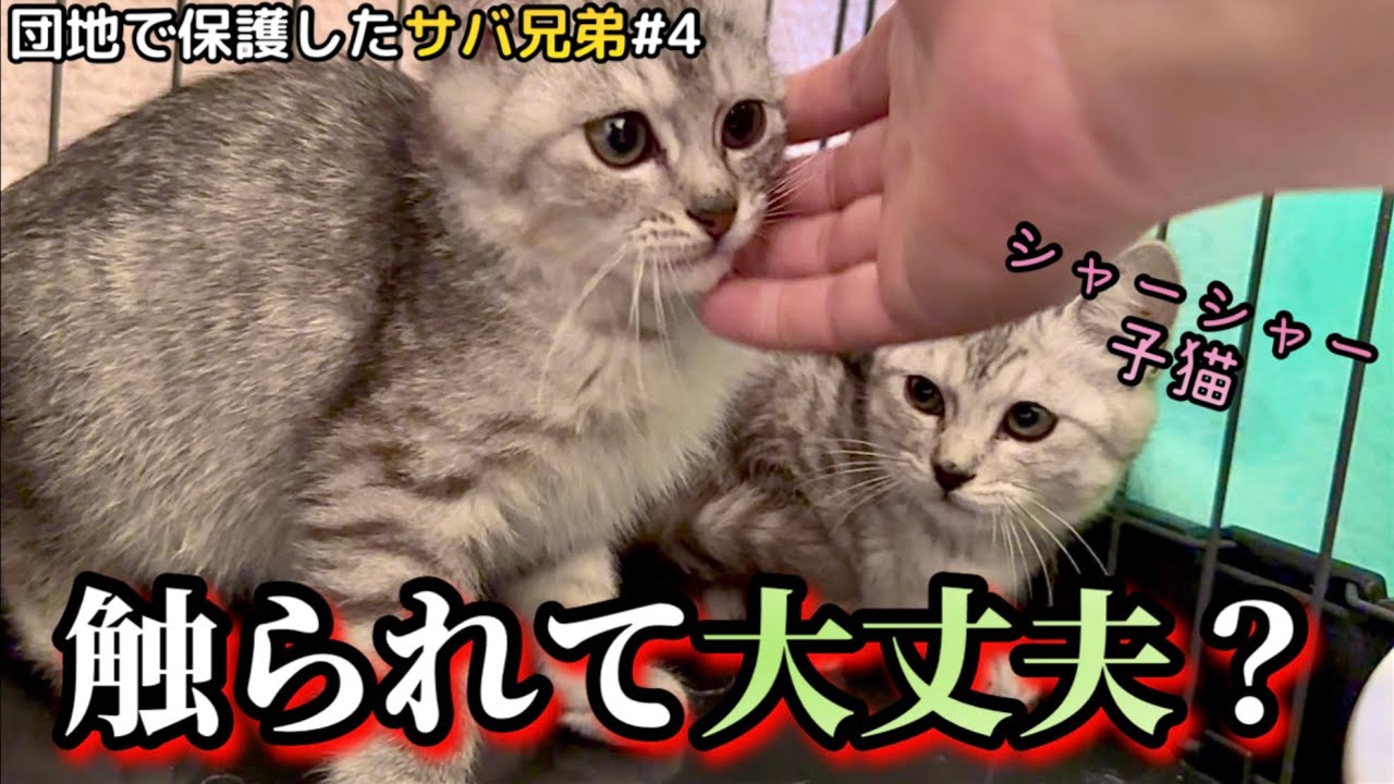 兄弟が撫でられてるのを見たシャーシャー子猫の反応が...！？