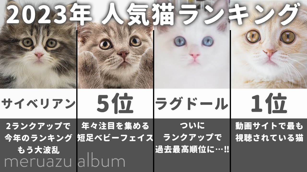 【2023決定版】人気猫種ランキングTOP10を大公開！それぞれの猫の性格や特徴とは…？