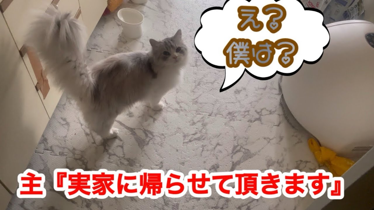 主、はなくんを置いて実家に帰ります