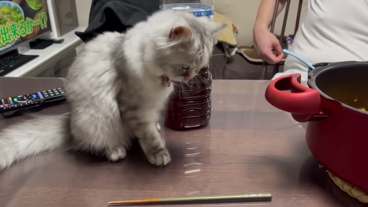 ラガマフィンの子猫の悪行？