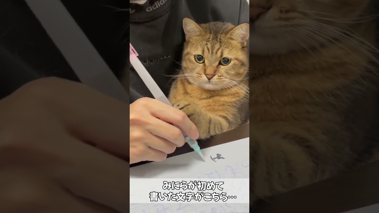 自分の名前を書いてしまう天才猫が発見される…　 #shorts