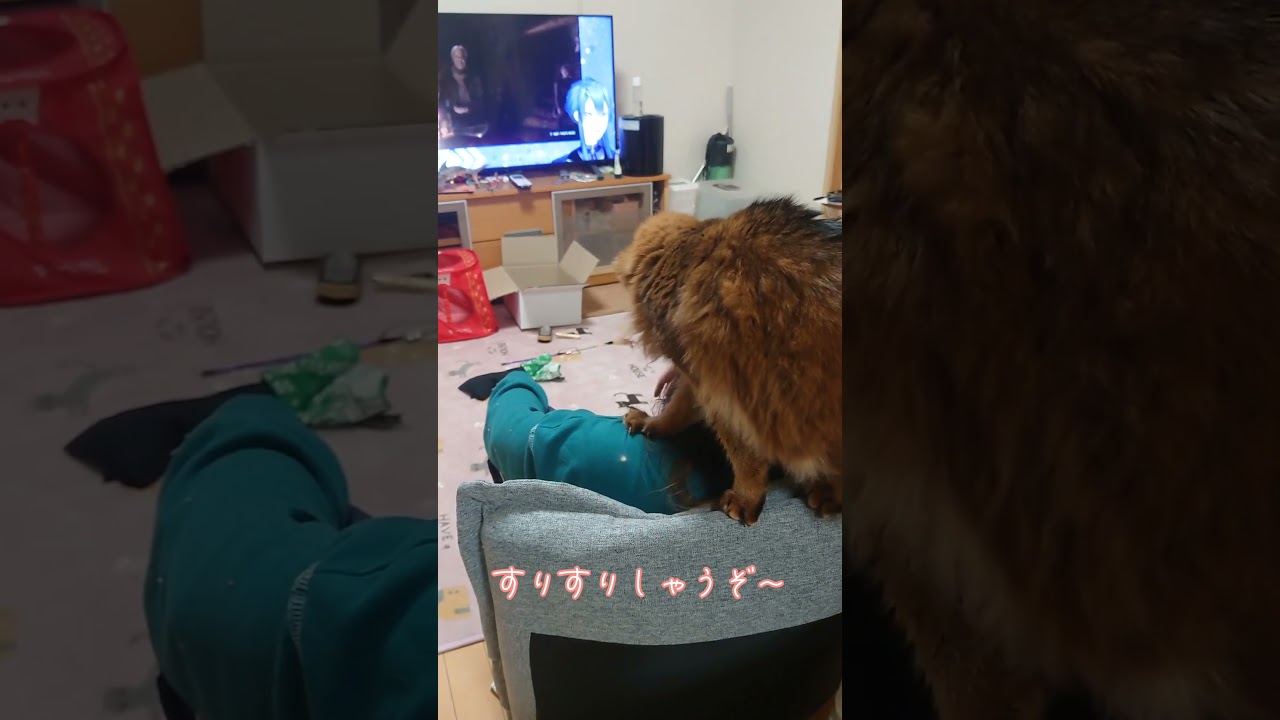 肩乗り猫のチー（ソマリ）