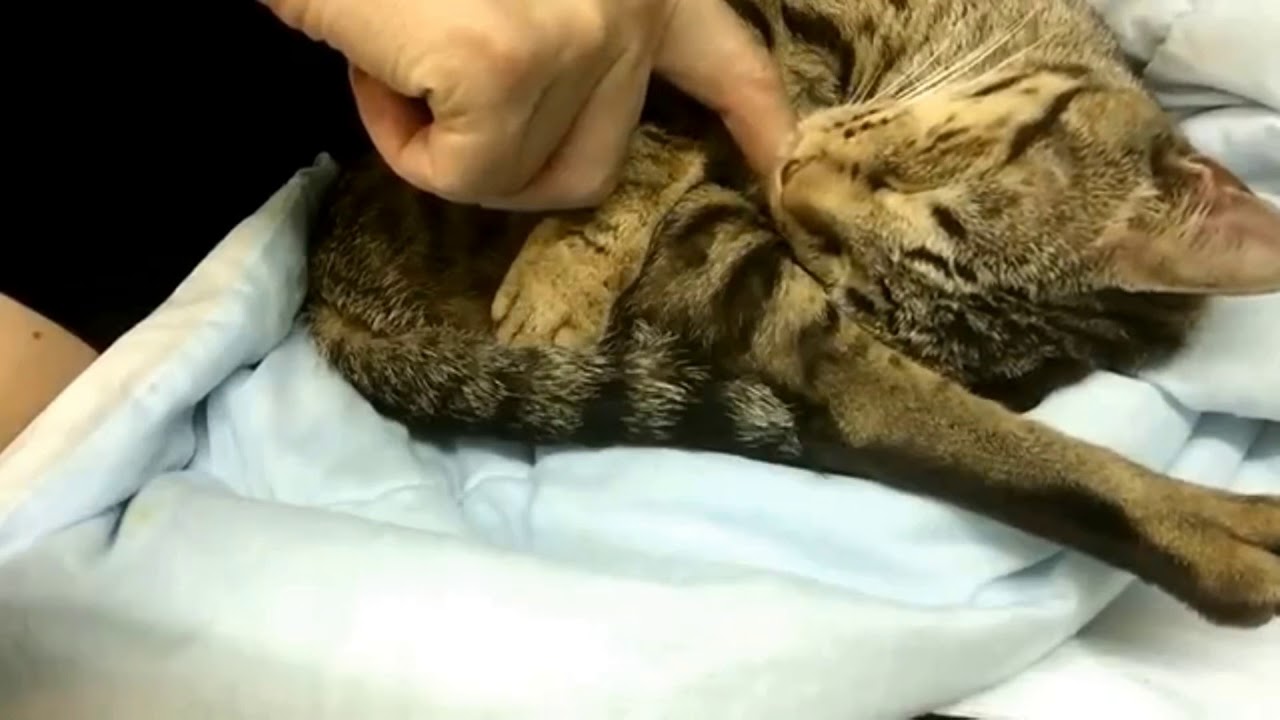 【ナナハチ’s ROOM】オシキャット☆チョコレートスポッテッドの女の子❶ 20190209