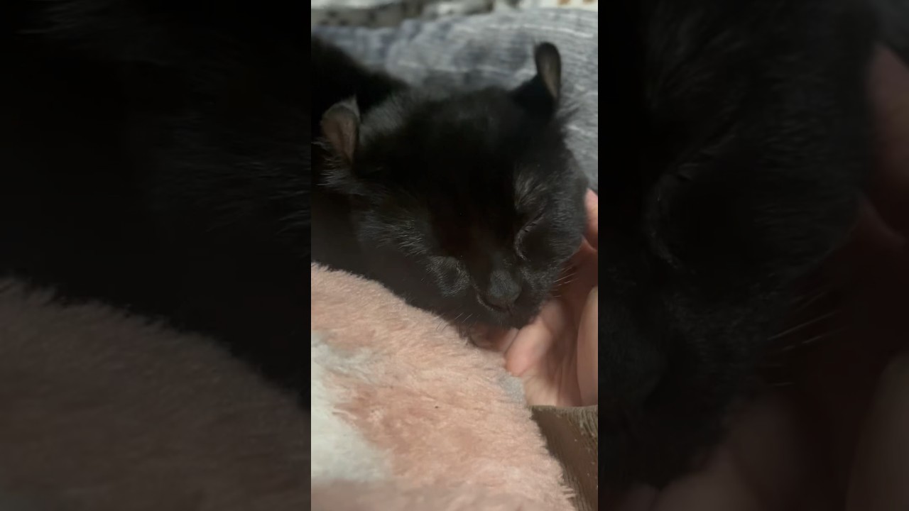 マッサージに堪らず寝落ちする猫様🐈‍⬛エマ様が幸せそうで人間も満足🫰🏻❤️‍🔥 #shorts #猫 #cat #アメリカンカール