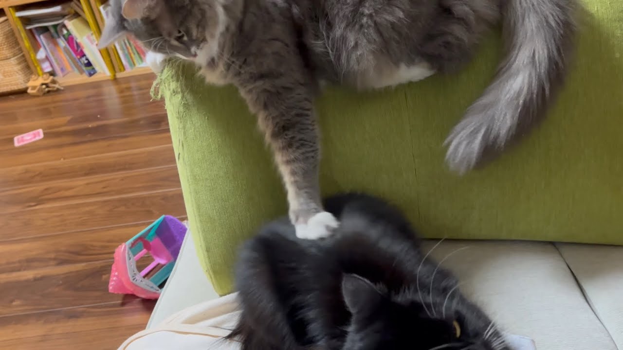ママがいない寂しさを別の猫にぶつける猫　ノルウェージャンフォレストキャット　A cat expresses his loneliness without his mother to other cat