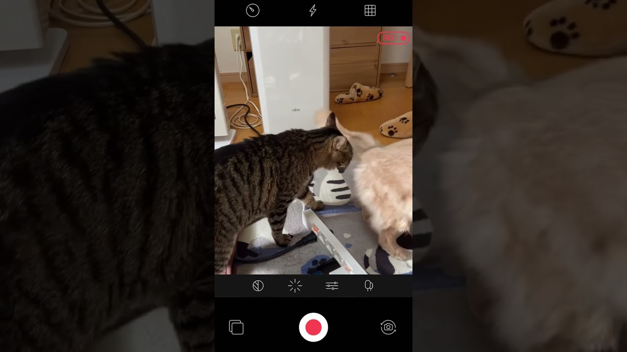 最終目的結局それかい😅#shorts #猫 #キジトラ#ソマリ