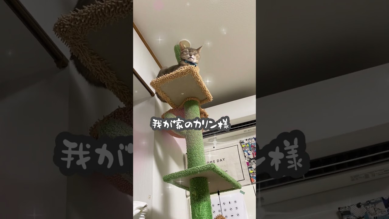 (アビシニアン) 我が家のカリン様 #shorts  #アビシニアン #cat #カリン様