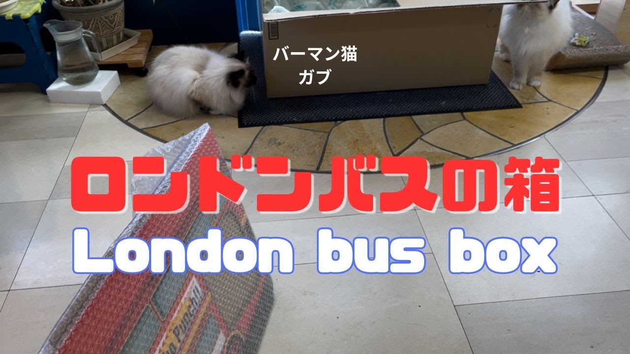 バーマン猫ガブとミカとラフ【ロンドンバスの箱】London bus box（バーマン猫）Birman/Cat