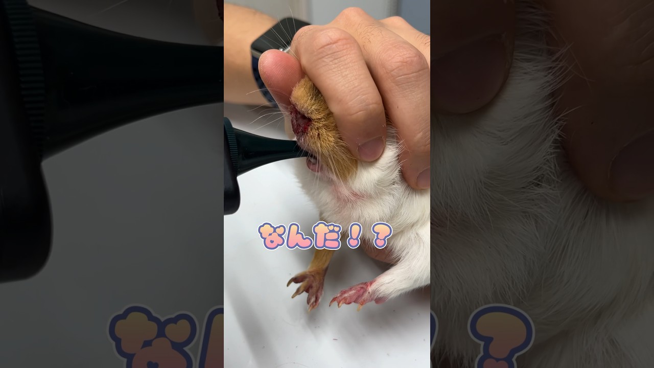 検査が終わり自分の部屋に駆け込むアビシニアンモルモット