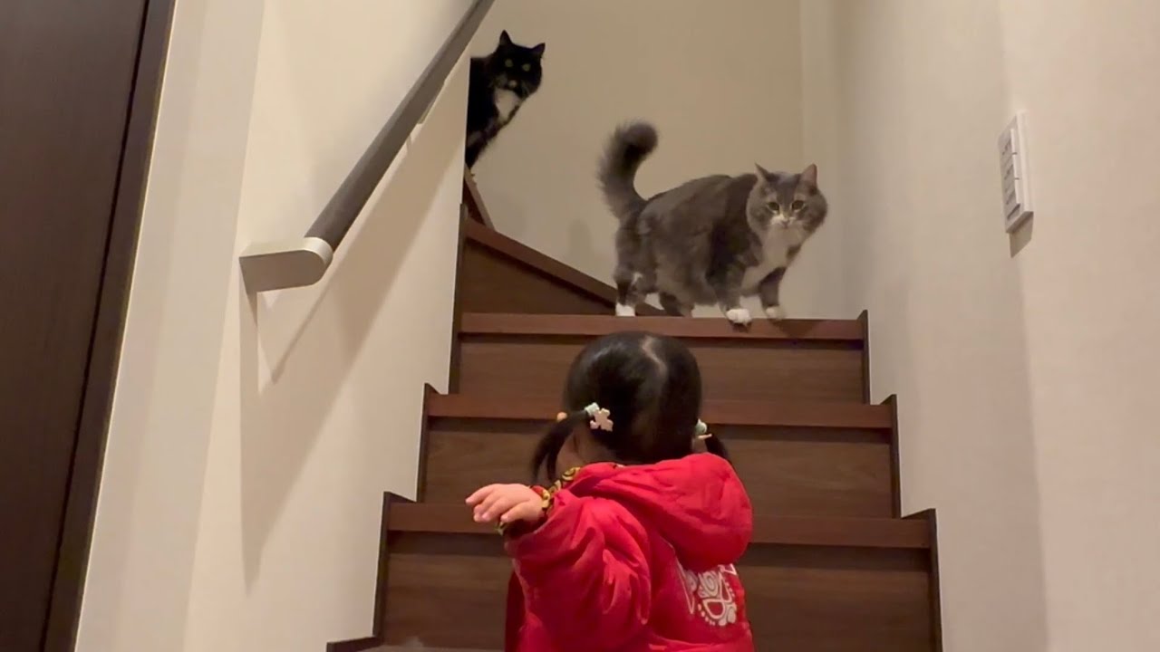 積極的にお出迎えする猫と、素っ気なく見える猫　ノルウェージャンフォレストキャット　ラガマフィンA cat that welcomes you. Norwegian Forest Cat.