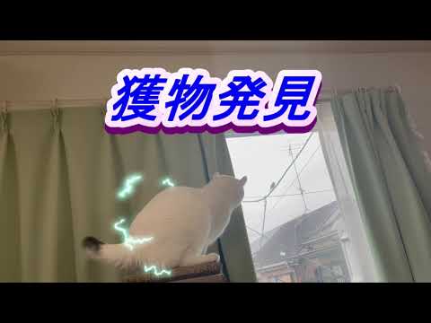 獲物発見【Hunter's Eyes】