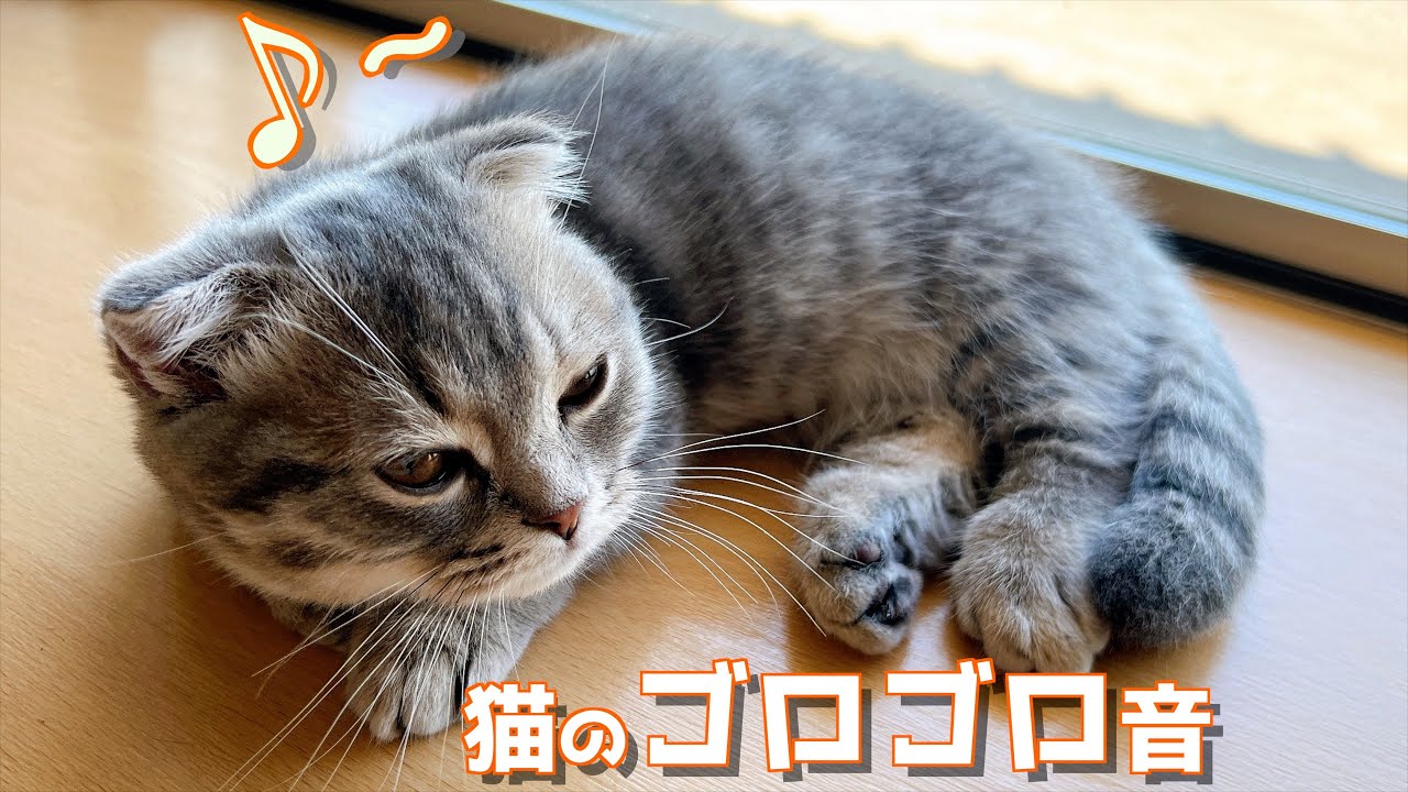 [ASMR]猫がエンジンのような音を奏でる動画です[マンチカンの銀時]