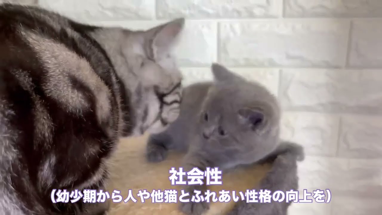 シャルトリュー子猫【12月25日生まれ 仮名ノアちゃん】