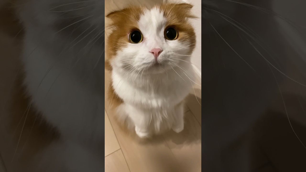 【特技】立つ猫集 #スコティッシュフォールド #折れ耳 #cat #shorts