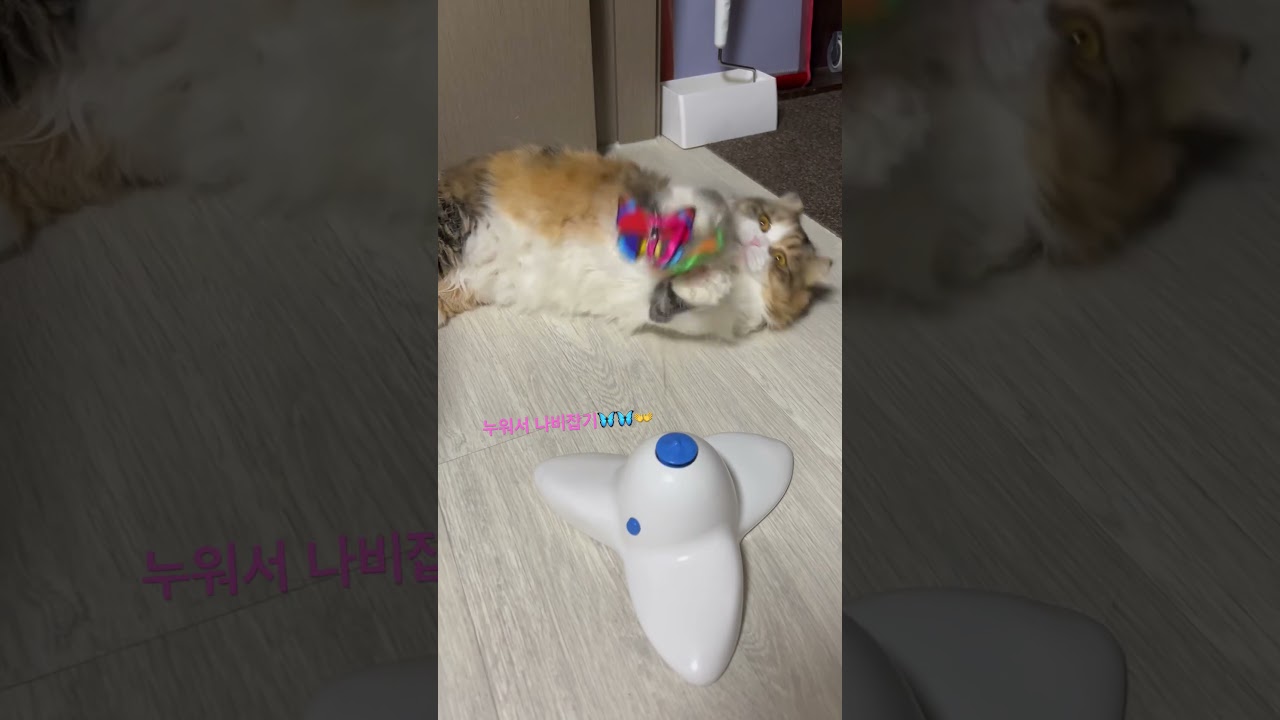 세상 귀찮…나비잡는 아루 #고양이 #고양이브이로그 #릴스 #반려동물 #고양이일상 #고양이자는모습 #고양이자세 #먼치킨고양이 #먼치킨성묘 #먼치킨킨카로우