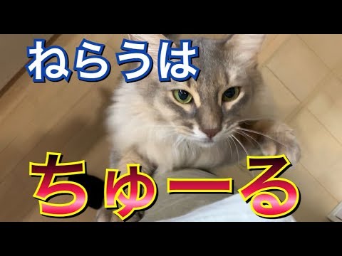 激しくアピール！ちゅーるをおねだりする猫。 長毛種 ソマリ somali cat