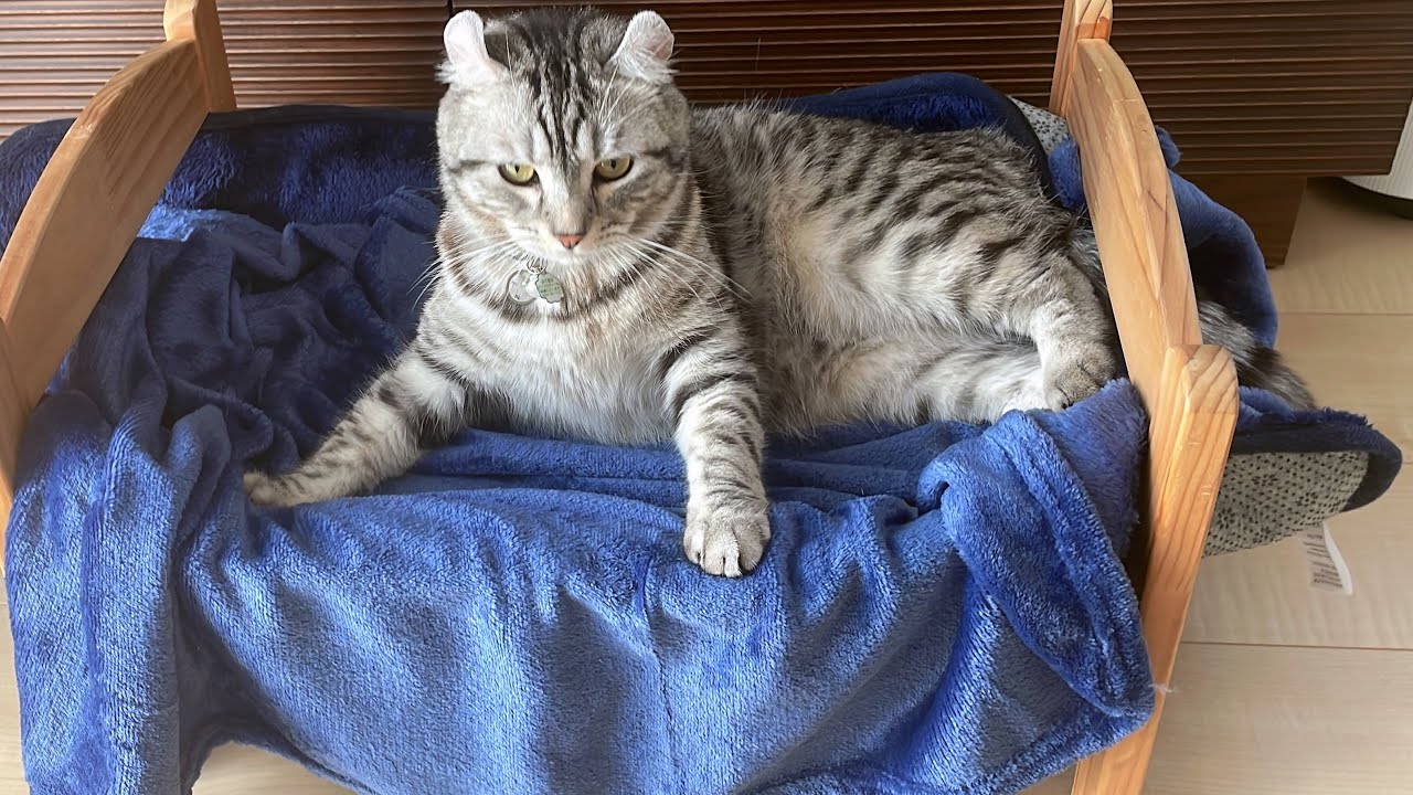 「アメリカンカール⭐︎のり太」猫にミニベッドをプレゼントしてみた🥰❤️