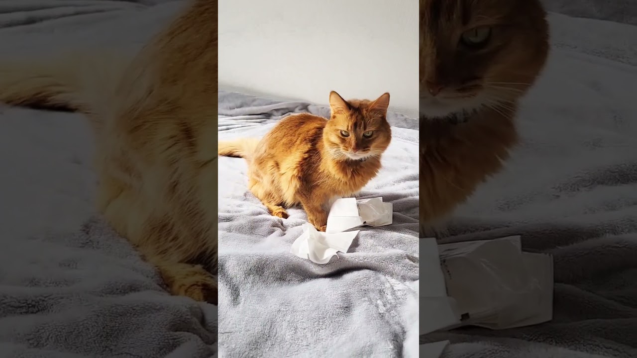 ポケットティッシュ、ポケットで持ち運べなくしてくるじゃん……#shorts  #ソマリ #キジトラ #保護猫 #しぴこめ #しぴこめしゃんねる #ねこ #腎不全 #腎臓病 #尿路結石 #ソマリレッド