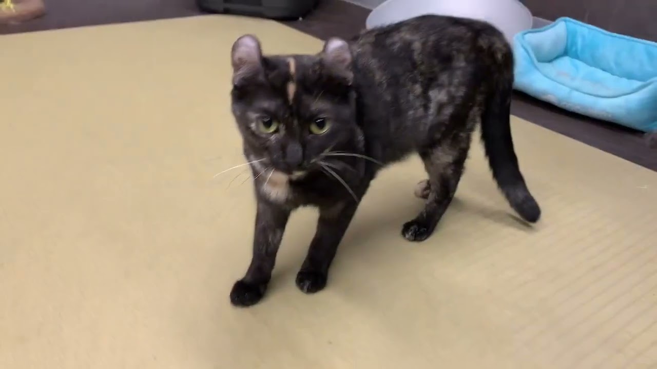 Coo&RIKU　No.633385　アメリカンカール