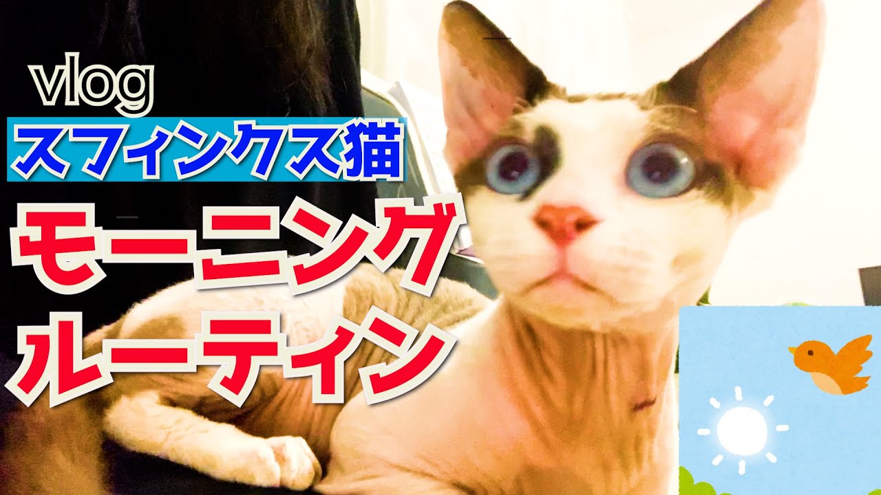 112:スフィンクス猫ヨーダのモーニングルーティン