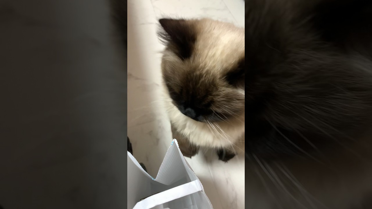 すこーしイタズラしてみたげんたくん#猫 #ヒマラヤン #猫のいる生活 #猫のいる暮らし