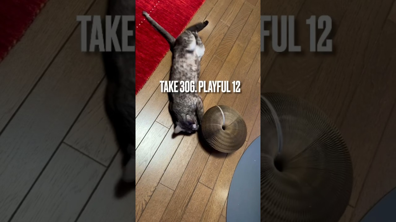 #マジックオルガン おもちゃ、これ最高にゃ❗️めっちゃ楽しいにゃ‼️😻 #遊ぶ猫 #playingcat #エジプシャンマウ #egyptianmau #猫の気持ち #shorts