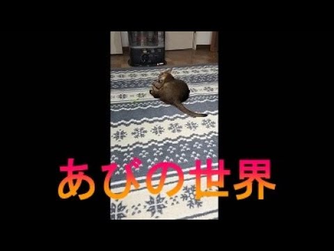 ネコ動画あび＃2939　あびの毎日　アビシニアン　あび