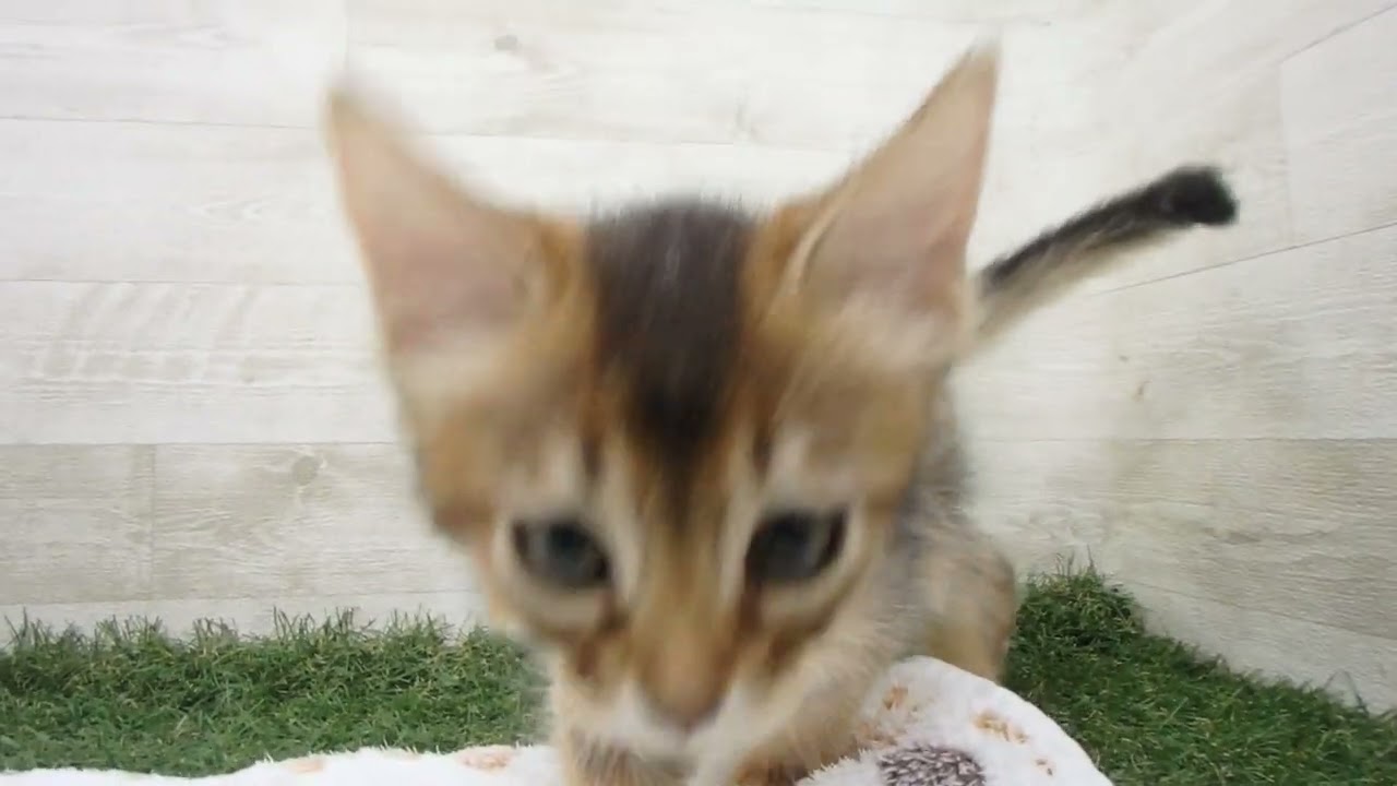 Coo&RIKU　No00663771 ソマリ