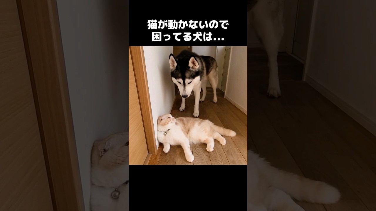 猫が動かないので困った犬は...#shorts