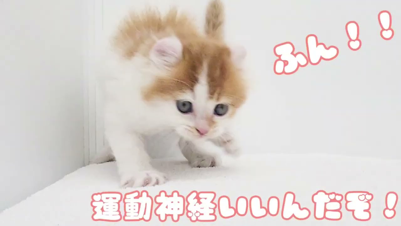 【アメリカンカール】ようこそ高井戸店へ