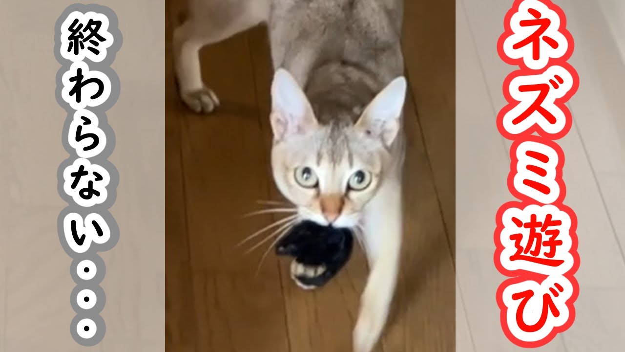 【シンガプーラ】猫のネズミ（おもちゃ）遊びが終わらない・・・