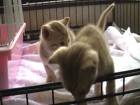 「オシキャット」　オス　№３７３　（ペットショップスズキ）