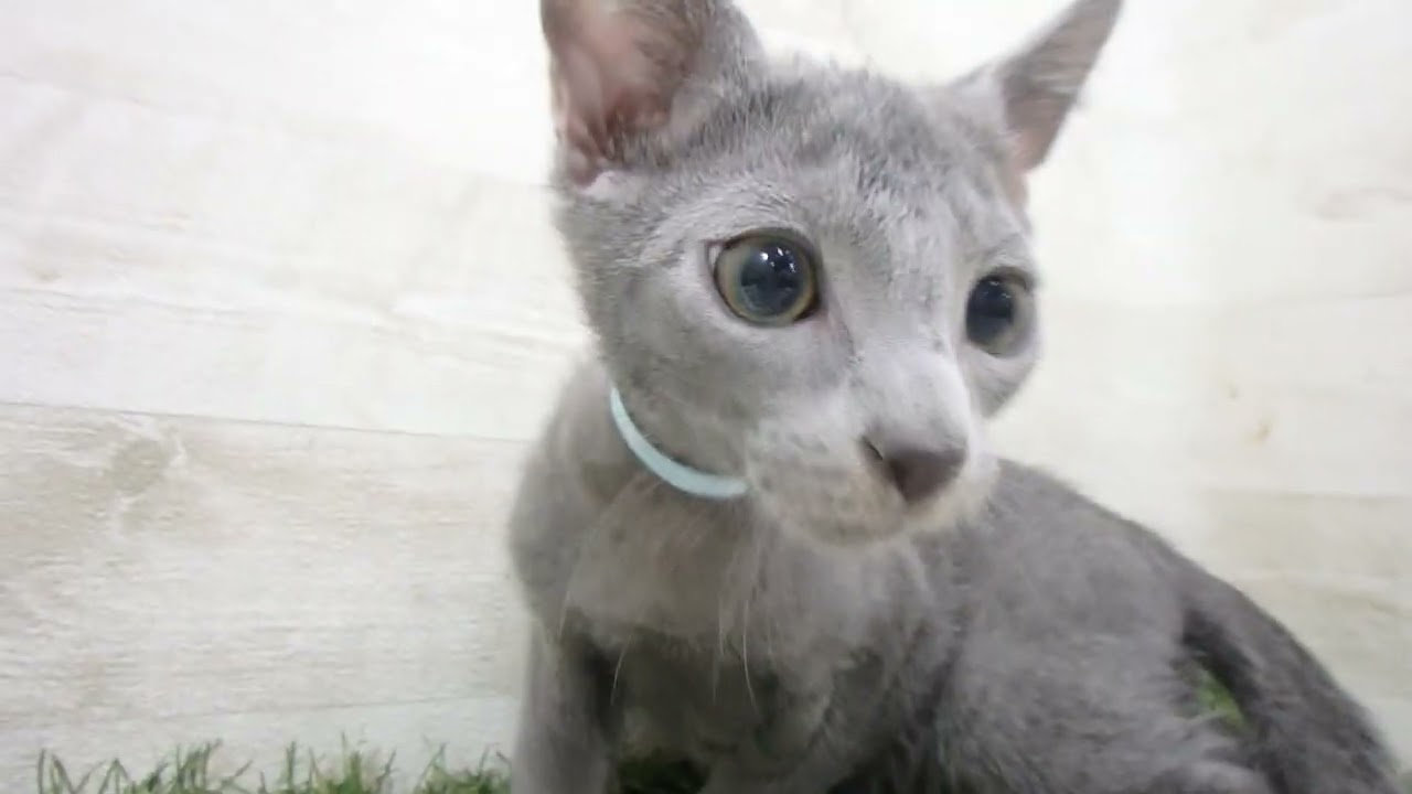 Coo&RIKU　No00663767 ロシアンブルー