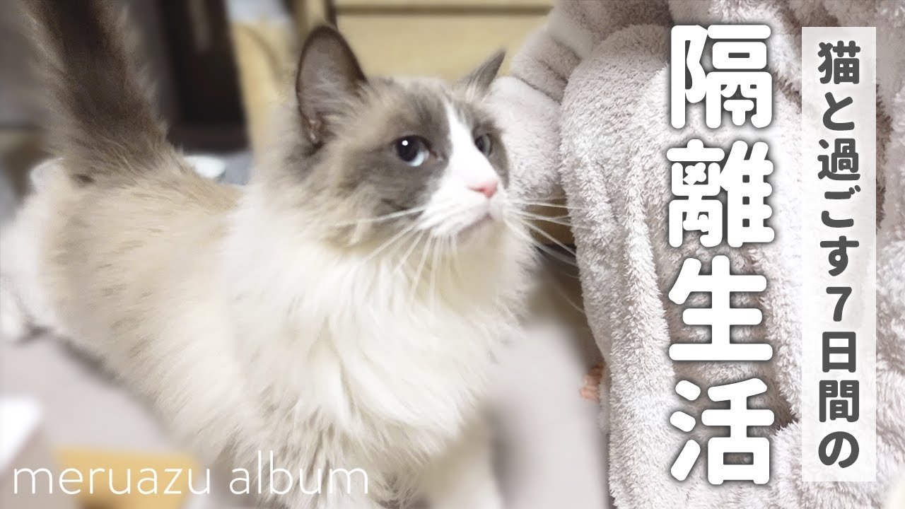 風邪で1週間寝込んだ日、弱っている飼い主に寄り添うラグドール