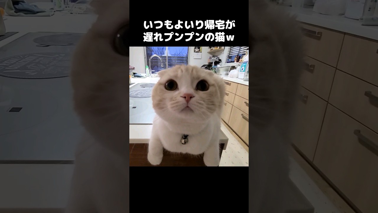 いつもより帰宅が遅れプンプンに怒ってる猫がかわいい...#ねこ