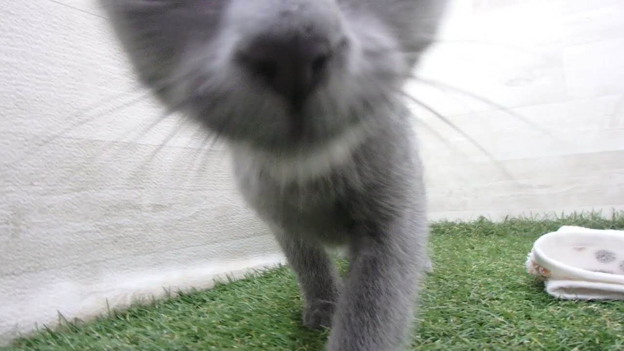 Coo&RIKU　No00663774 ロシアンブルー