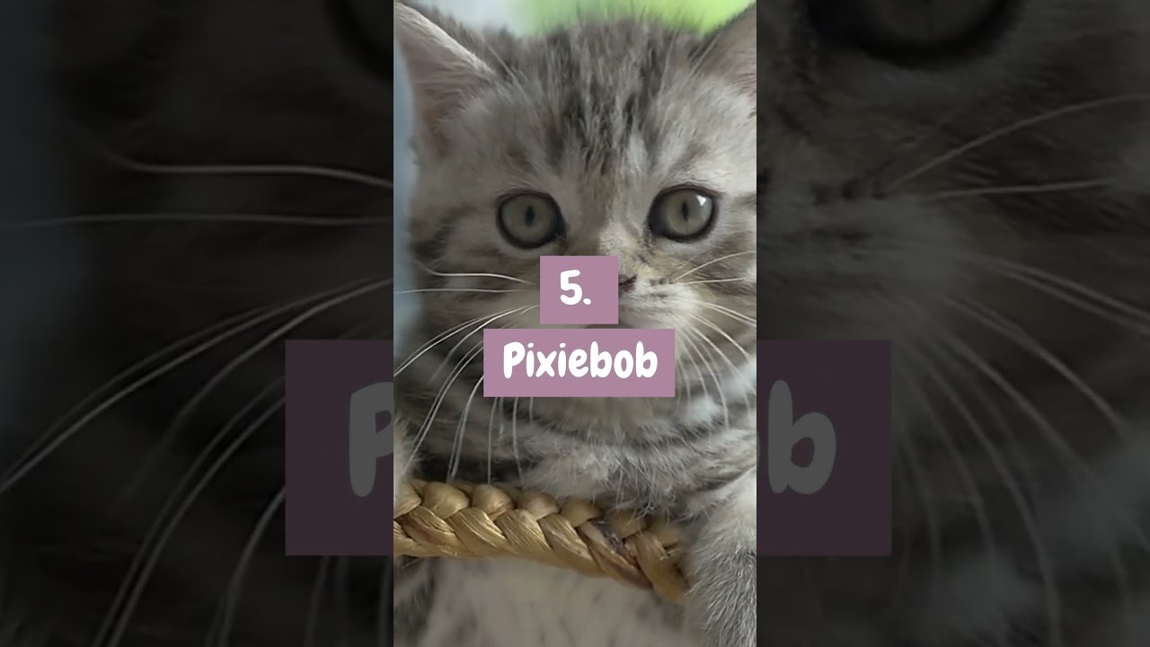Purr-fectly Trained: Top 10 Adorable & Easily Trained Cat Breeds! #cats #catbreeds #catshort