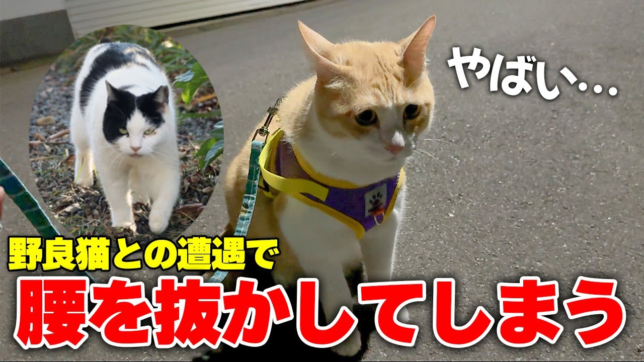 散歩中に野良猫と遭遇してしまい腰を抜かしてしまう猫