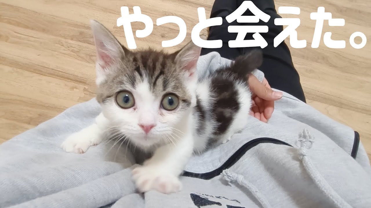 ついに子猫を初めてケージの外に出しました。飼い主の元に飛んで…こなかった！笑